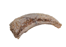 Theropod Dinosaur Claw, Kem Kem