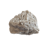 Phytosaur Armor Scute, Chinle Formation