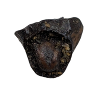 Thescelosaurus Tooth from the Hell Creek Formation
