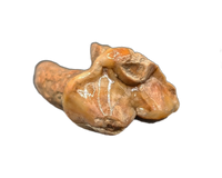 Cave Bear Tooth