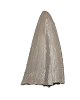 Postosuchus? (Rauisuchid) Tooth, Chinle Formation