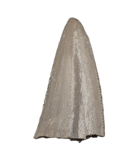 Postosuchus? (Rauisuchid) Tooth, Chinle Formation