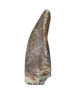 Lapparentosaurus/Narindasaurus Tooth from the Mid Jurassic, Madagascar