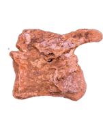 Spinosaurus Cervical (Neck) Vertebrae