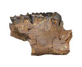 Stunning Multituberculate (Meniscoessus?) Mammal Jaw, Hell Creek Formation