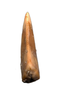 Theropod Tooth from the Mid Jurassic, Madagascar