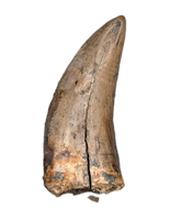 Tyrannosaur Tooth, Judith River Formation