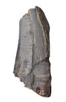 Daspletosaurus Tooth, Two Medicine Formation