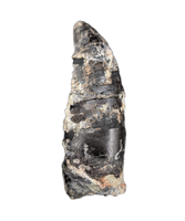 Large Ceratosaur Tooth, El Mers Formation