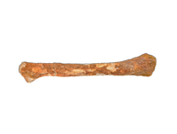 Theropod Bone, Kem Kem