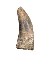 Eococharia Tooth, Elrhaz Formation