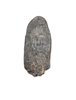 Huge Camarasaurus Tooth from the Morrison Formation