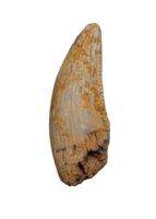 Raptor Pre-Max Tooth from the Hell Creek Formation