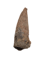Basilemys sp. (Turtle) Claw, Hell Creek Formation