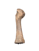 Hell Creek Formation Mystery Bone