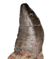 Torvosaur Tooth, El Mers Formation