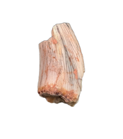 Postosuchus (Rauisuchid) Tooth, Bull Canyon Formation
