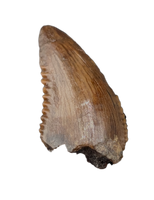 Troodon Tooth from the Hell Creek Formation