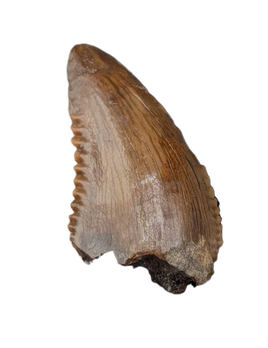 Troodon Tooth from the Hell Creek Formation