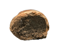 Large Thalassotitan Tooth, Morroco (Mosasaur)