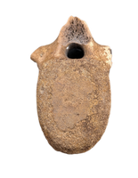 Edmontosaurus Vertebra