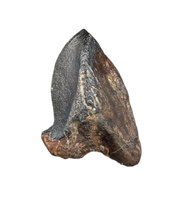 Large Unworn Triceratops Tooth