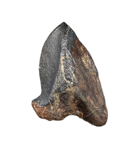 Large Unworn Triceratops Tooth