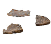 Various Jaw Sections (Fish/Lizard/Amphibian?)Judith River Formation
