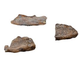 Various Jaw Sections (Fish/Lizard/Amphibian?)Judith River Formation