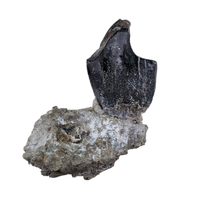 Turiasauria (Sauropod) Tooth, El Mers Formation