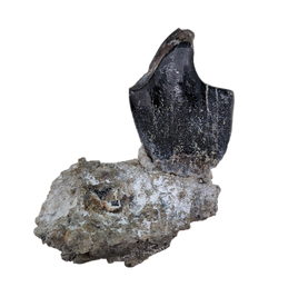 Turiasauria (Sauropod) Tooth, El Mers Formation