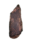 Ichthyovenator Tooth (Rare Spinosaurid), Early Cretaceous