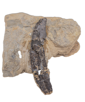 Rooted Allosaurus Tooth from the Morrison Formation