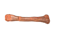 Theropod Metacarpal, Kem Kem