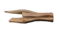 Large Ornithomimid Caudal (tail) Vertebrae