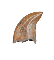 Raptor Tooth from the Hell Creek Formation