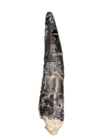 Large Torvosaur Tooth, El Mers Formation