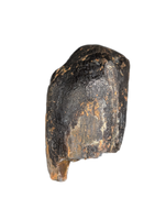 Camarasaurus Tooth from the Morrison Formation