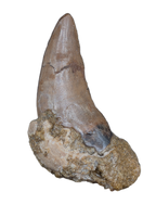 Nanotyrannus Tooth,  Hell Creek Formation