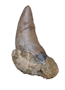 Nanotyrannus Tooth,  Hell Creek Formation