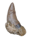 Nanotyrannus Tooth,  Hell Creek Formation