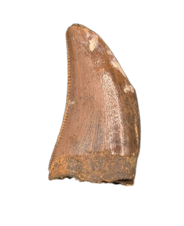 Nanotyrannus Tooth
