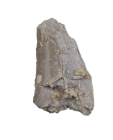 Postosuchus? (Rauisuchid) Tooth, Chinle Formation
