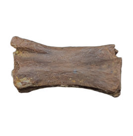 Dromaeosaur (Raptor) Tail Vertebrae