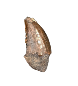 Acheroraptor Tooth from the Hell Creek Formation
