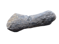 Sauropod Metratarsal