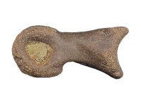 Dakotaraptor/Acheroraptor Toe