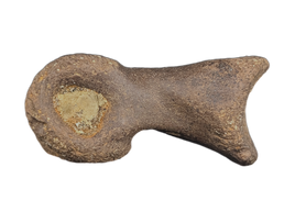 Dakotaraptor/Acheroraptor Toe