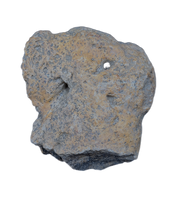 Ankylosaur Armor Scute, Hell Creek Formation