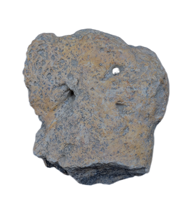 Ankylosaur Armor Scute, Hell Creek Formation